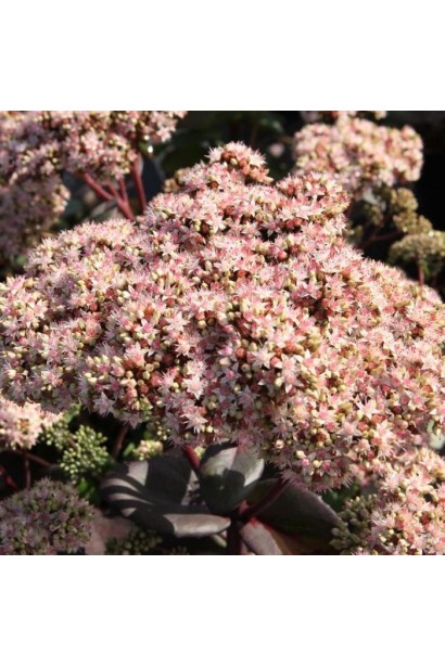 Очиток гібридний Матрона цвітіння